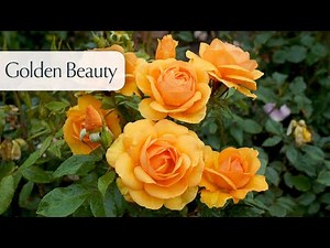 Golden Beauty - Rose