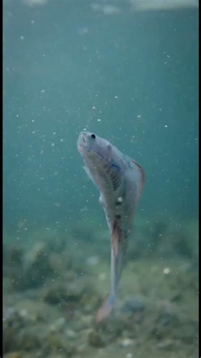 One of Earth’s First Fish Looked Like This