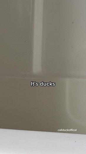 It’s ducks #duck #pet #funny #cute #callduck #trend #itscorn #corn #song #fyp
