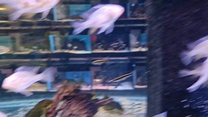 There's afew people waiting for these...Albino threadfin acara back instock | Pier Aquatics