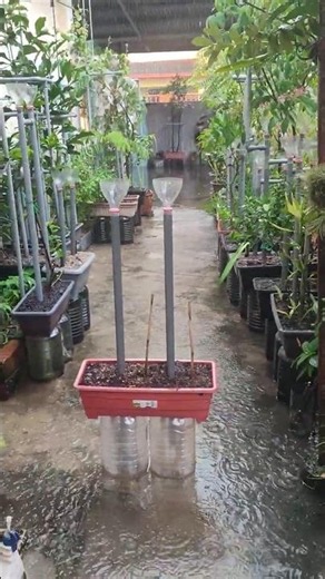 Test 11-2 Day22🎍 Bamboo leaf Plant in No. 51 HeeSemiPot Hydroponic System Planter🌳种植粽子叶竹树|Daun Chang