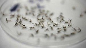 Two North Dallas residents confirmed as city’s first West Nile virus diagnoses this year