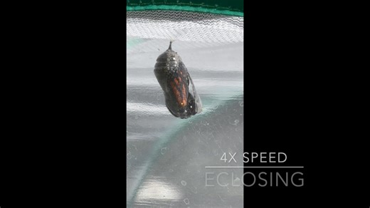 8.5K views · 205 reactions | The Monarch Butterfly Super Generation is on the move - southward to Mexico. Today, a female Monarch eclosed and began her journey from Pittsburgh to her overwintering grounds. We wish her luck on her trip and hope she finds lots of native plants along the way to support her travels. Music: Ryan Stauffer Journey North | Audubon Society of Western Pennsylvania | Facebook