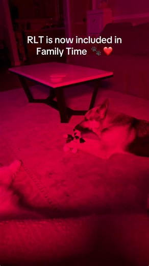 Max & Ivory actually both do enjoy being under the red light lol 🚨#healthydog #redlighttherapy #dogsoftiktok #germanshepherd #husky