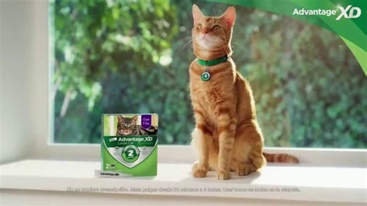 Advantage XD TV Spot, 'Dos meses de protección'