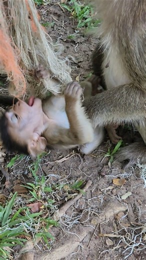 Bentley enjoying daily life attractive playful baby monkey gorgeous 😍 #shorts #viral #animal #monkey