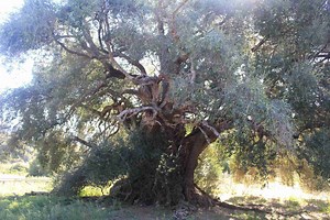 Three Trees That Tell a Story of Sardinia | Italofile