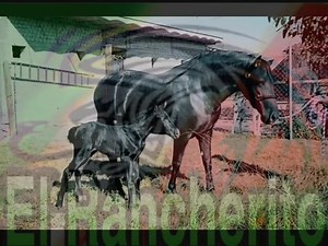 74K views · 1K reactions | Grupo Laberinto La loba | El rancherito | Facebook