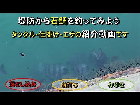 堤防から石鯛を釣ってみよう タックル・仕掛け・エサの紹介動画です