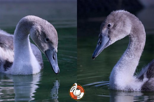 'Truly devastated': Suspected bird flu in Newport swans