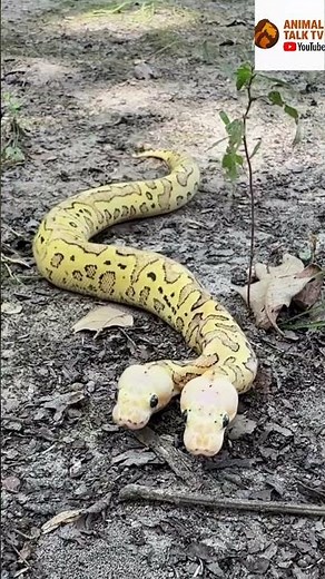 This Snake Has TWO Heads. And It’s Real!