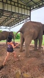 Mystery Zilla on Reels