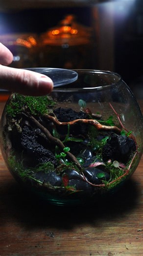 Building a family of springtails a new terrarium!