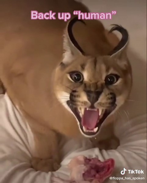 #fyp #floppa #foryou #foryoupage #savethefloppas #floppa_has_spoken #viral