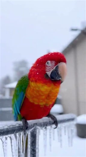 Parrot Frozen to Metal Perch After Ice Storm #macawbird #macaw #parrot #parrottalking #wildbirds