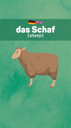 5 Farm Animals in German #germanpronunciation #germancourse #teachinggerman #learngerman #learngermanwithtiktok #learnwithtiktok #germany #deutschlernen #germanlanguage #germangrammar #germanvocabulary #howtosayingerman #germanfor | German.basics