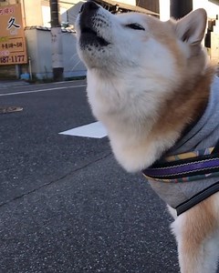 246K views · 21K reactions | They can employ the doge on and replace the siren By soramama775 | IG | 9GAG Cute | Facebook