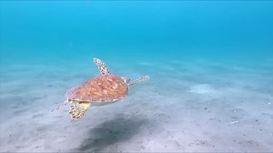 10 Incredible Shark Attacks & Water Animal Showdowns – Real Life Predators in Action