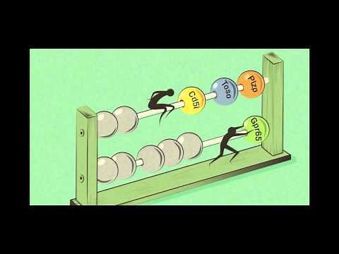 Th17 Cells in Autoimmune Disease