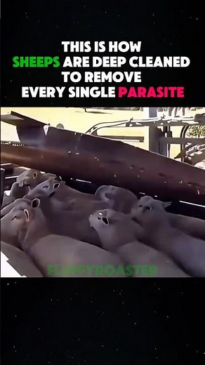 This is how sheep are protected from parasites