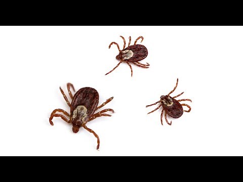How Fast Do Ticks Move? | Are Ticks Fast? | See How Fast Ticks Move