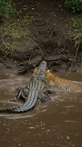 656K views · 2.9K reactions | Crocodile attack leopard in river #crodildile #leopard | Amazing Wild Life | Facebook