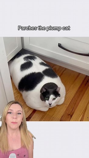 1M views · 95K reactions | Patches the portly cat is making significant progress towards his fitness goals! ‍⬛ The feline health and wellness influencer is inspiring people all over the world. See more from Patches the cat on his pages: Patches’ Journey (FB) patchesjourney (IG)  Patches’ Journey #catsoftiktok #cat #cattok #catrescue #goodnews #positivecontent | That Good News Girl | Facebook