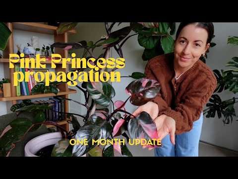 Philodendron Pink Princess Propagation Outcome! Advice & Timeline for Philodendron Water Propagation