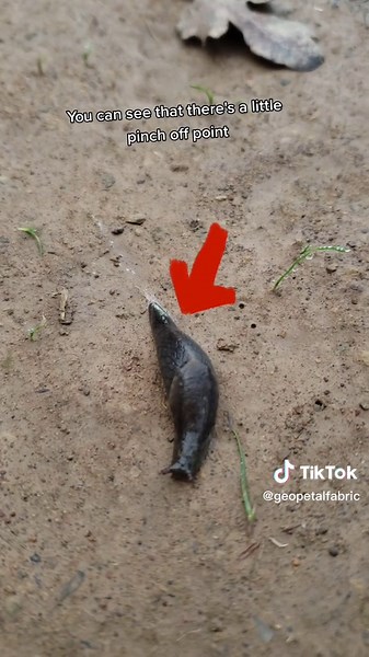 Understanding the Behavior of Tail-Dropper Slugs in Cottagecore Environment