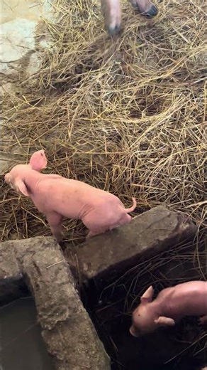 #pig #art #animals #funny #fyp #wildlife #shorts #shortvideo #amazing #fun #funnyvideo #funnyshorts