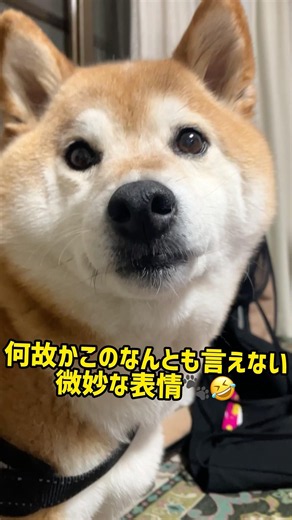 ご飯を食べたく無くて鼻で追いやったから取り上げたら、絶妙な表情するこまち #こまち #柴犬 #dog #shibainu #犬 #いぬのいる生活 #shiba #shorts #
