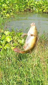 Amazing hook fish trap video #fishing #viral #reels | Fish CatchUp