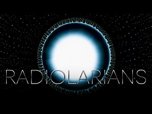 RADIOLARIANS // 4K EXPERIMENTAL MACRO COLORS