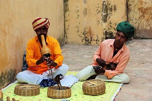 What is Snake Charming and How Does it Work? – Reptiles & Amphibians