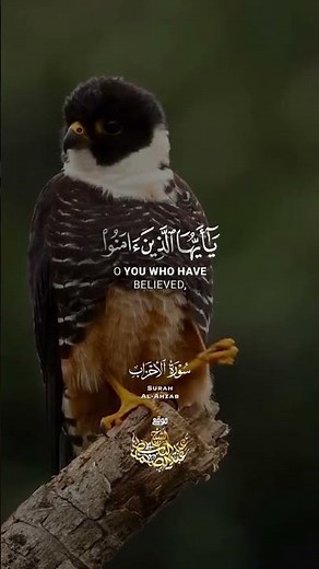 ( إِنَّ اللَّهَ وَمَلائِكَتَهُ يُصَلُّونَ عَلَى النَّبِيِّ )