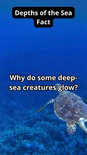 Why Do Deep Sea Creatures Glow? The Secret #facts #seafacts