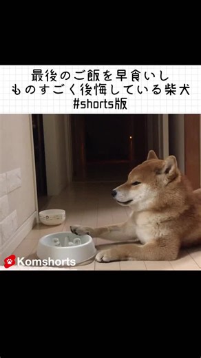 柴犬の癒しと可愛い食事動画