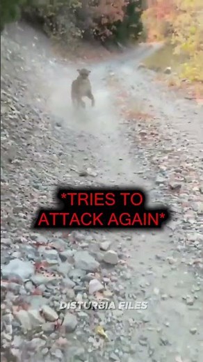 This Hiker Got Chased By A Mountain Lion...😰