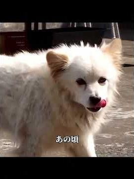 犬が亡くなる前に、主人にどうやってお別れをするのか知っていますか？