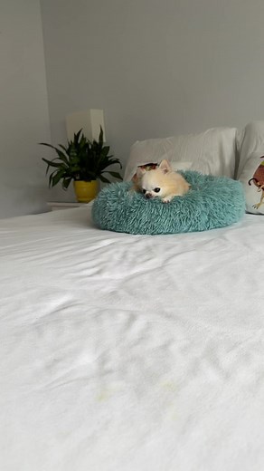 Tiny Chihuahua Cedric loves his DoggoRamps Small Dog Bed Ramp almost as much as he loves to sleep on the big bed! It’s a small dog must-have! Use code CEDRIC15 to save 15% on your order at doggoramps.com! | Tiny Chihuahua Cedric