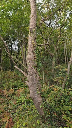 Help us with a mystery. On the road down to Oddicombe Beach, there is a confusing addition to one of the trees: an AMF bowling soft toy! It's been up there for at least 10 years, and our staff often wonder how on earth it ended up being fixed so high up amongst the ivy. Do you know the story behind it? 🧐⁉️ . Built in 1926, the Babbacombe Cliff Railway has shuttled hundreds of thousands of holiday makers to and from Oddicombe Beach in almost 100 years of service. We're currently open every day f