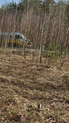 Pesa elf w lesie pod grabownem