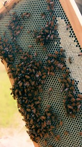 43 reactions | “How much honey does a beehive make?”​​ We get asked this a lot, so here’s the answer straight from Jake, one of our Texas beekeepers.​ Bees need make LOT of honey to make sure their colony survives the winter, but they still make way more than they need.​ It’s up to beekeepers to make sure they only harvest some of the honey, leaving enough to last throughout the winter.​ What else have you always wanted to ask a beekeeper? | Local Hive Honey | Facebook