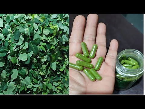 How to make the super food moringa capsules from fresh leaves #diy #homemade_herbal #miracle_food