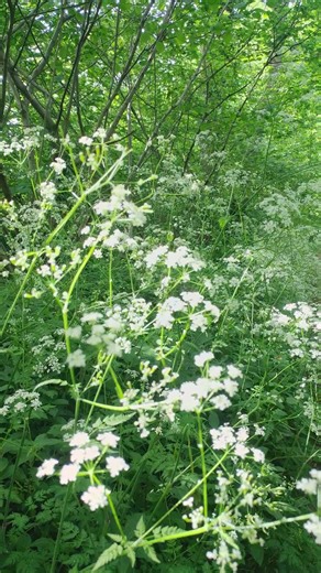 Cow Parsley: Queen of the Verge Known as Mother-Die in old countryside lore, cow parsley was feared as much as it was familiar. Children were warned not to pick it, lest their mother perish, a warning rooted not only in superstition but in the plant’s close resemblance to hemlock, its deadly cousin. Yet despite the omen, it cloaks the lanes and holloways in soft white froth each spring, like a bridal veil for the hedgerow. To some, it was the herb of the fae: growing where paths cross, where tim