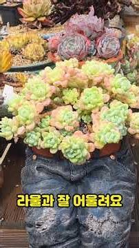 #청바지 화분과 #라울 #수정다육 #succulent #다육식물 #화분 #수제화분 #라이브 #빈티지