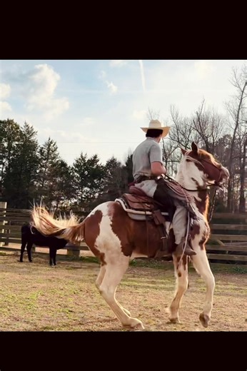 Starting Cattle Slowly with Pinto Bean: A Journey Overview