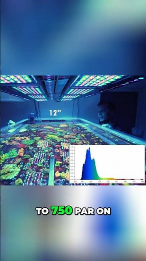 Acropora Lighting Schedule