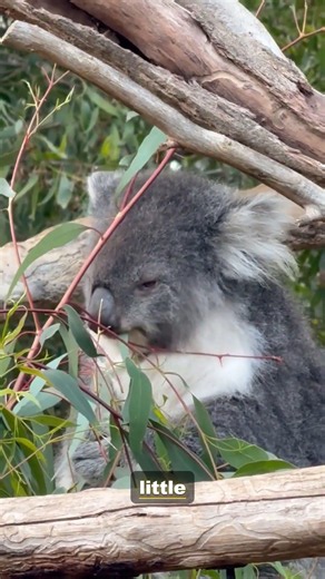 The Koala Is Almost Extinct — Here's Why It Matters | 4K