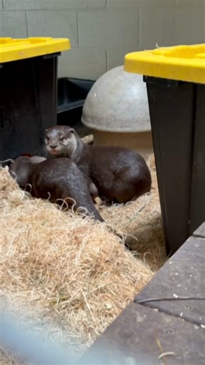 Munti & Flounder’s newest pups are doing well! Mom and dad have the “help” of older brothers Ripple, Puddles, Splash & Scuttle this time around!
